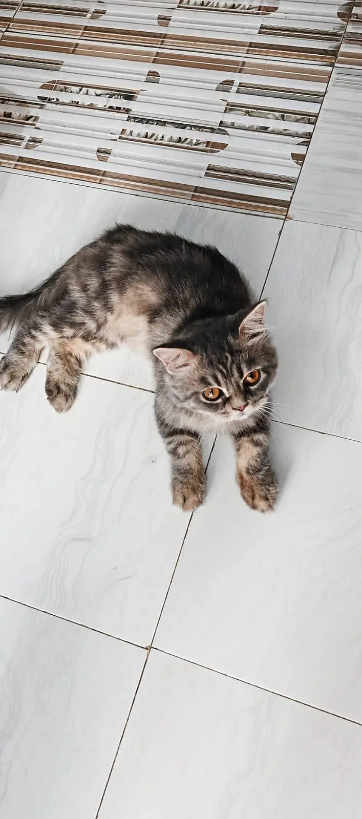 British shorthair — photo 5