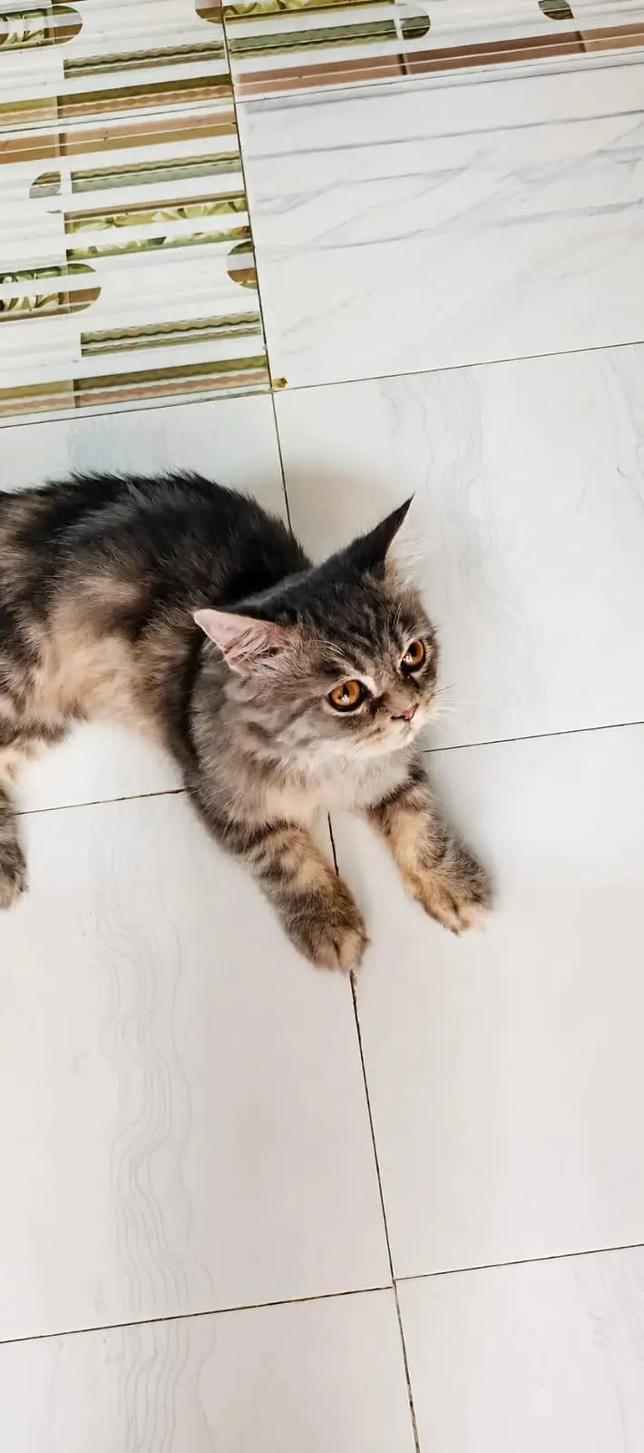 British shorthair — photo 6
