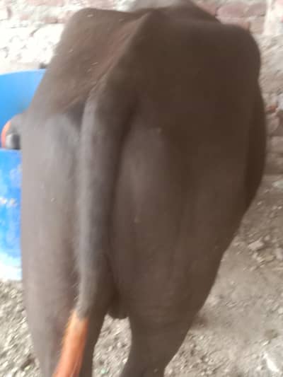 buht hee kubsurt kata