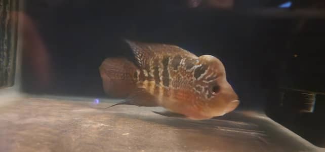flower horn kamfa male