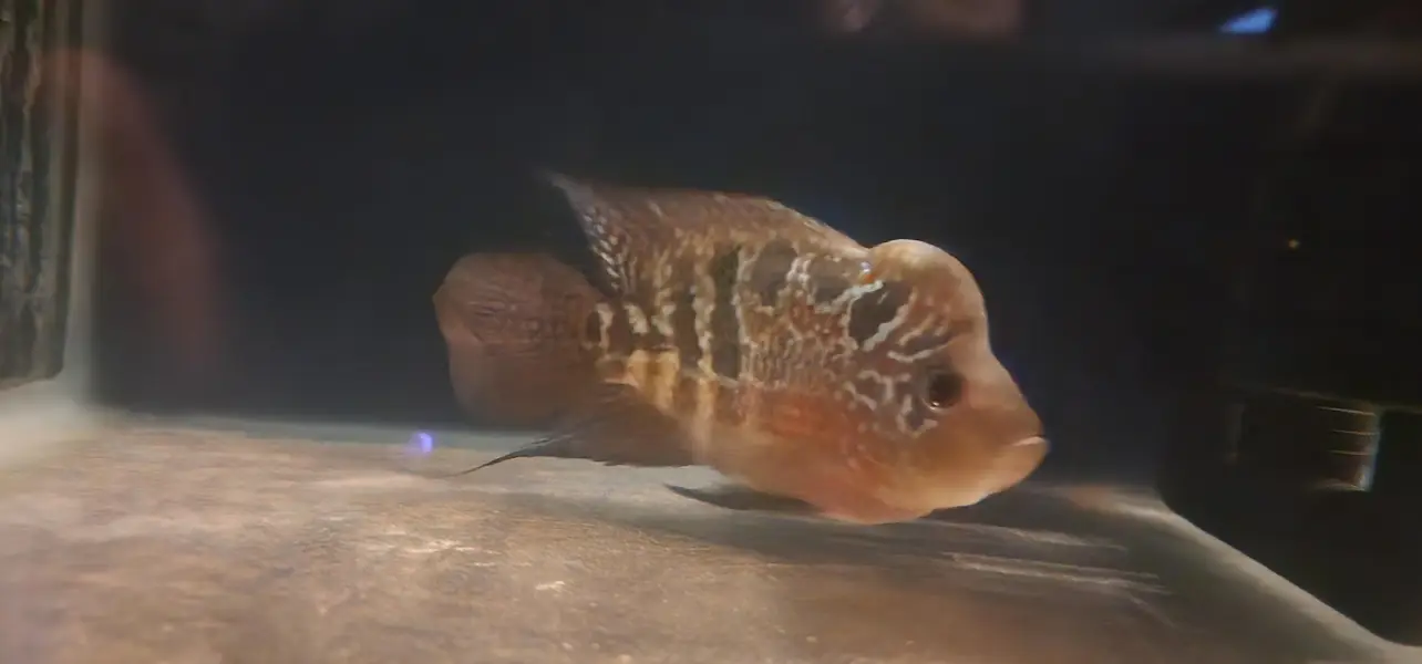 flower horn kamfa male