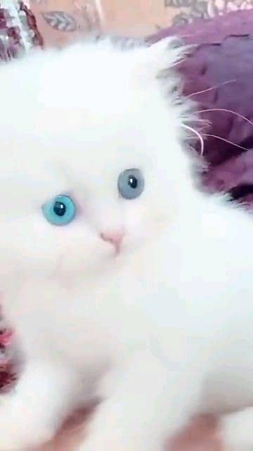 Persian cat for sale male or female my WhatsApp309=52=38=470
