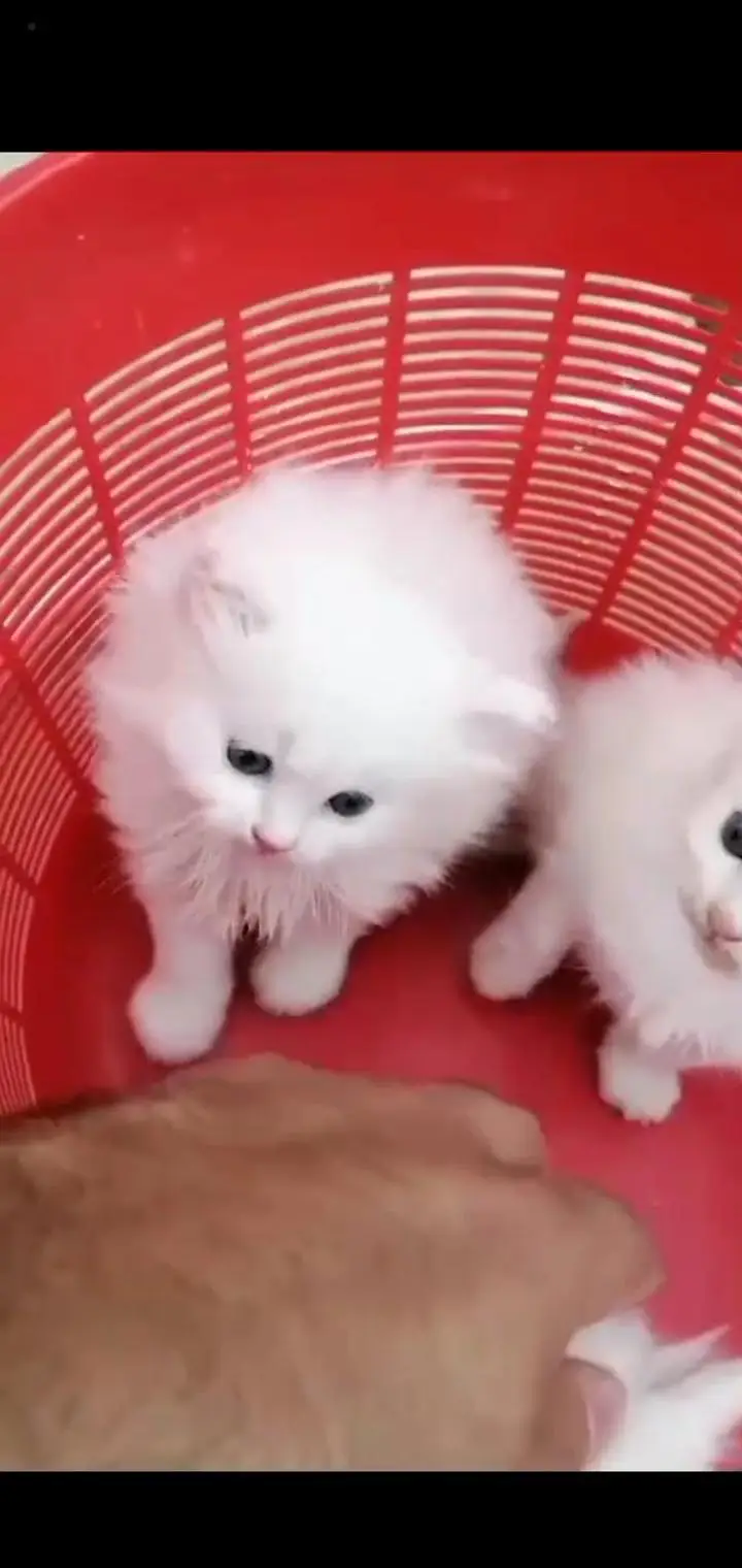 Persian cat for sale male or female my WhatsApp309=52=38=470 — photo 2