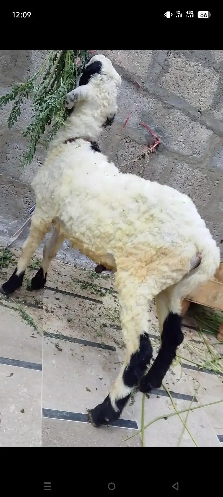 khare ka ek num domby quality wale — photo 2