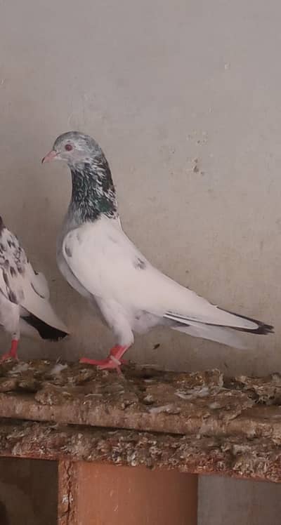 Teedy Bazz Pigeons for Sale – Healthy Pair | Lahore
