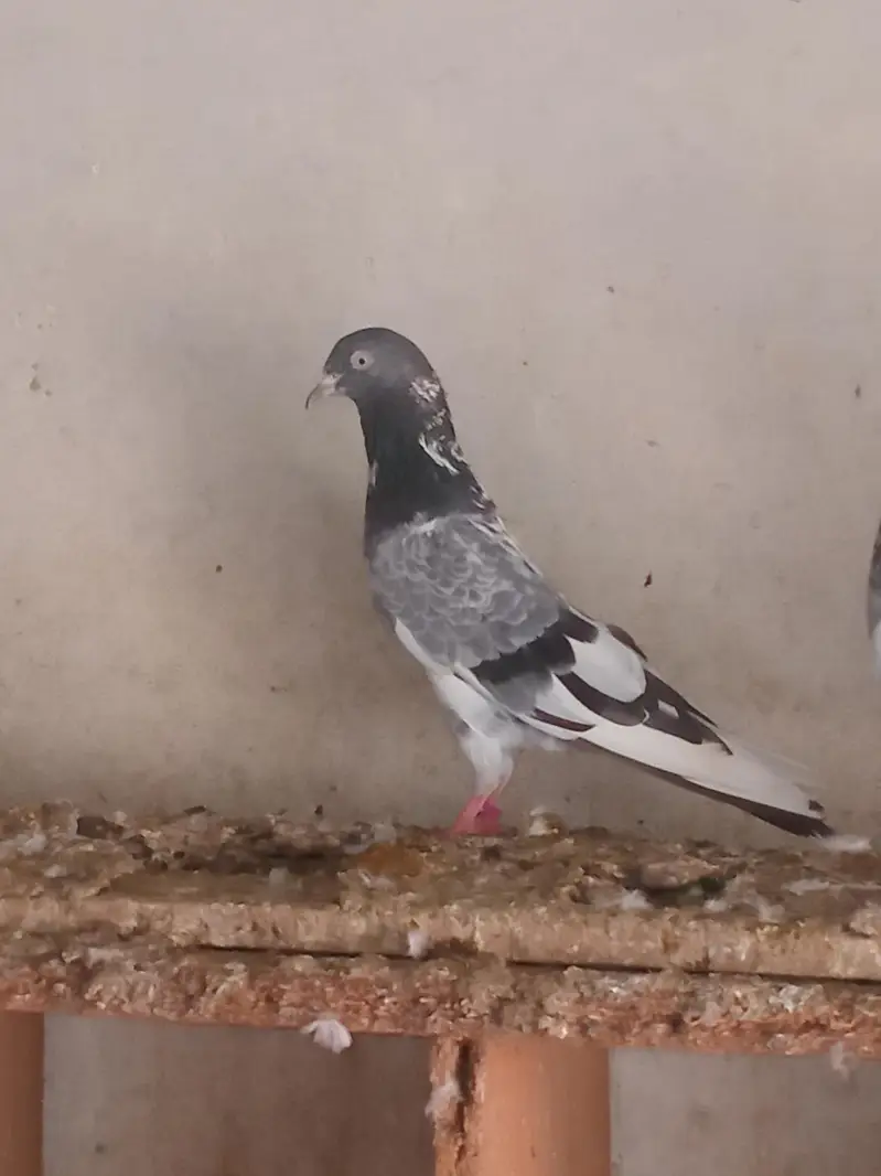 Teedy Bazz Pigeons for Sale – Healthy Pair | Lahore — photo 2