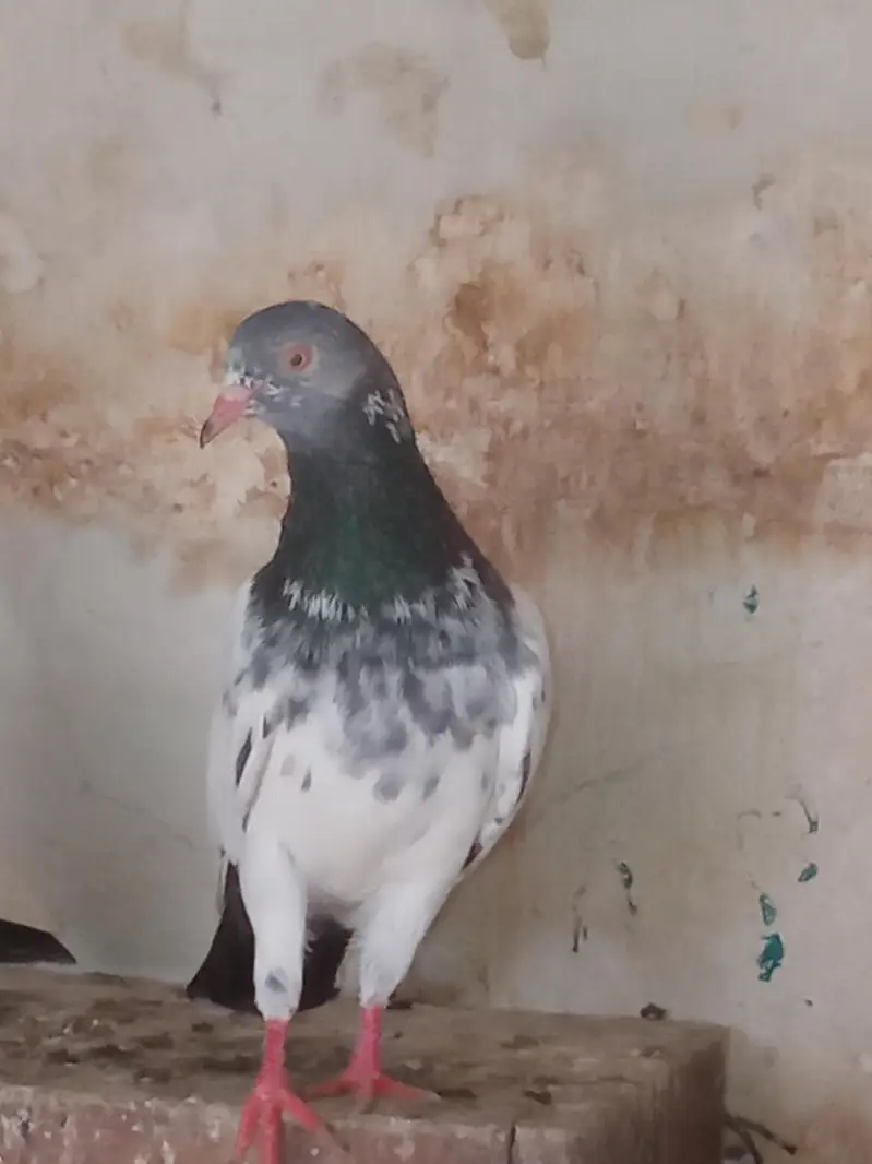 Teedy Bazz Pigeons for Sale – Healthy Pair | Lahore — photo 3