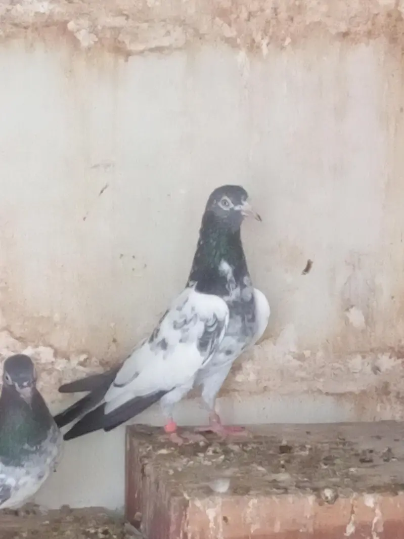 Teedy Bazz Pigeons for Sale – Healthy Pair | Lahore — photo 4