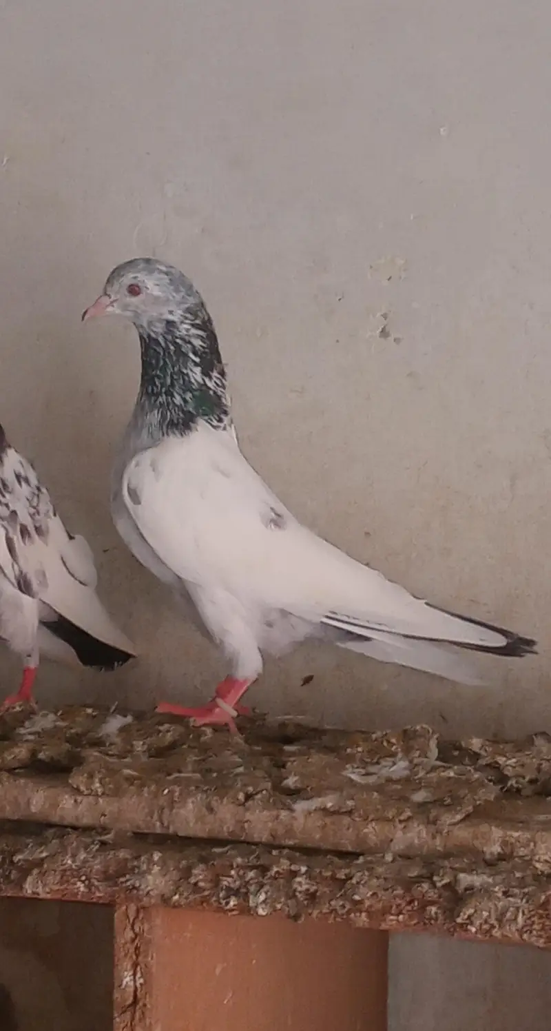 Teedy Bazz Pigeons for Sale – Healthy Pair | Lahore — photo 5