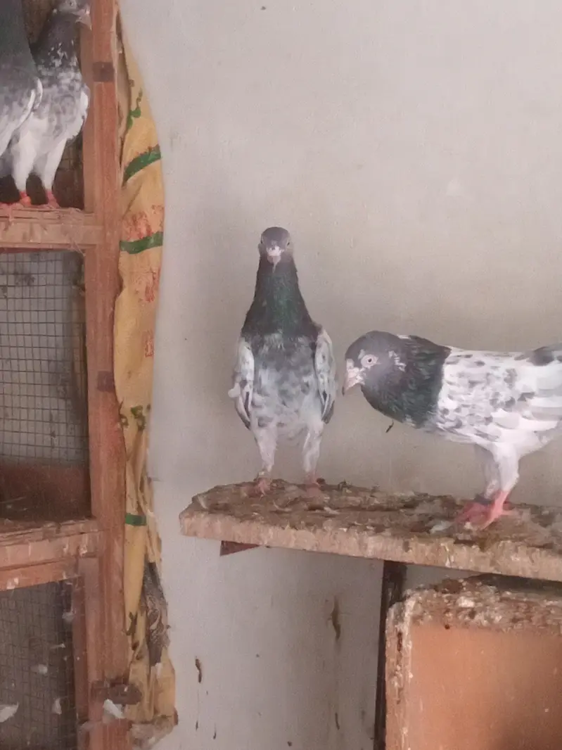 Teedy Bazz Pigeons for Sale – Healthy Pair | Lahore — photo 6