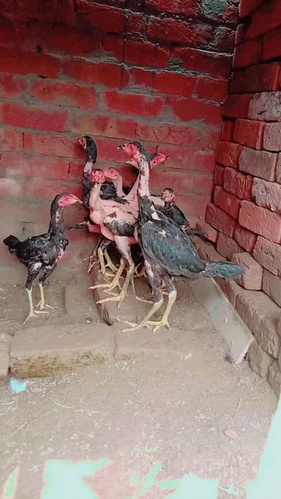 home breed aseel barhmi pakoya