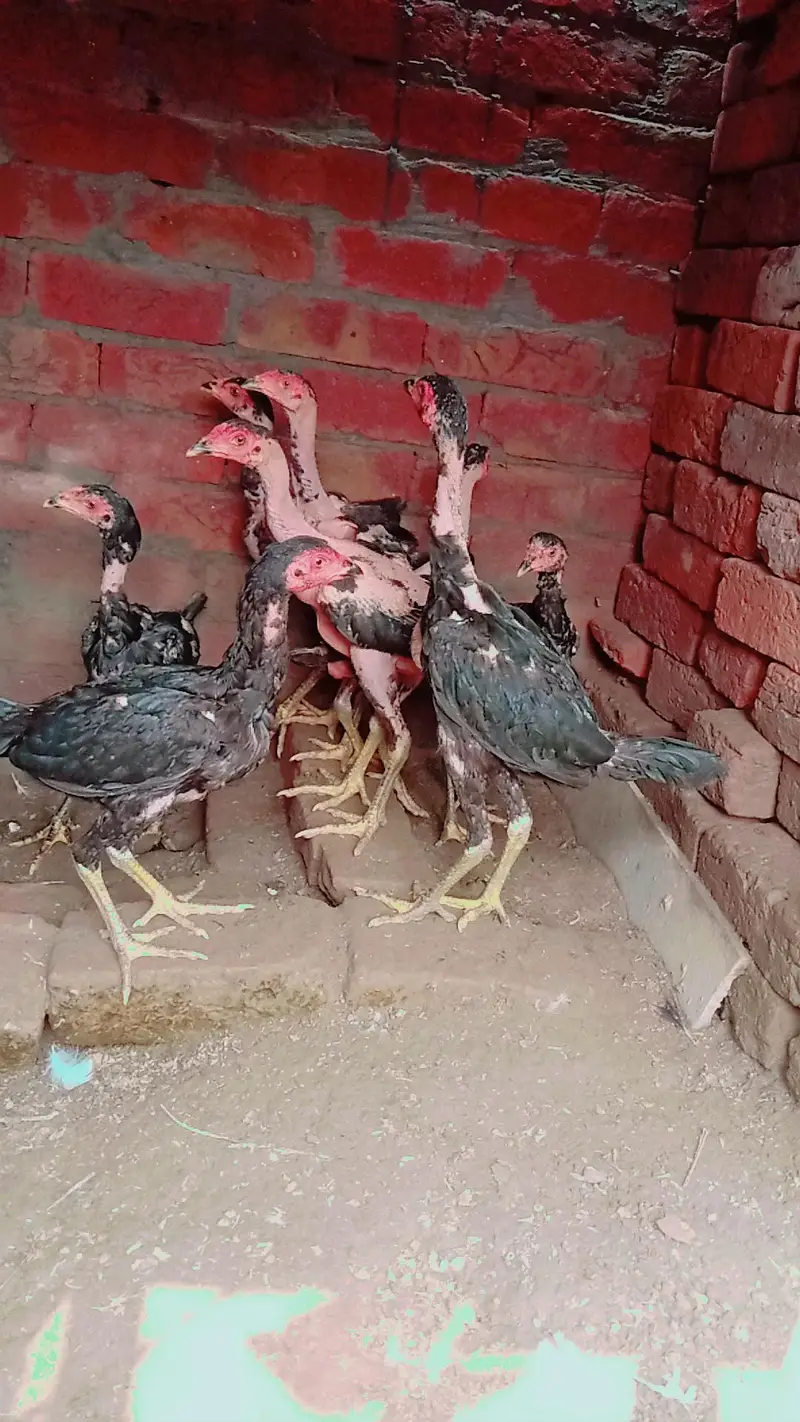 home breed aseel barhmi pakoya — photo 2