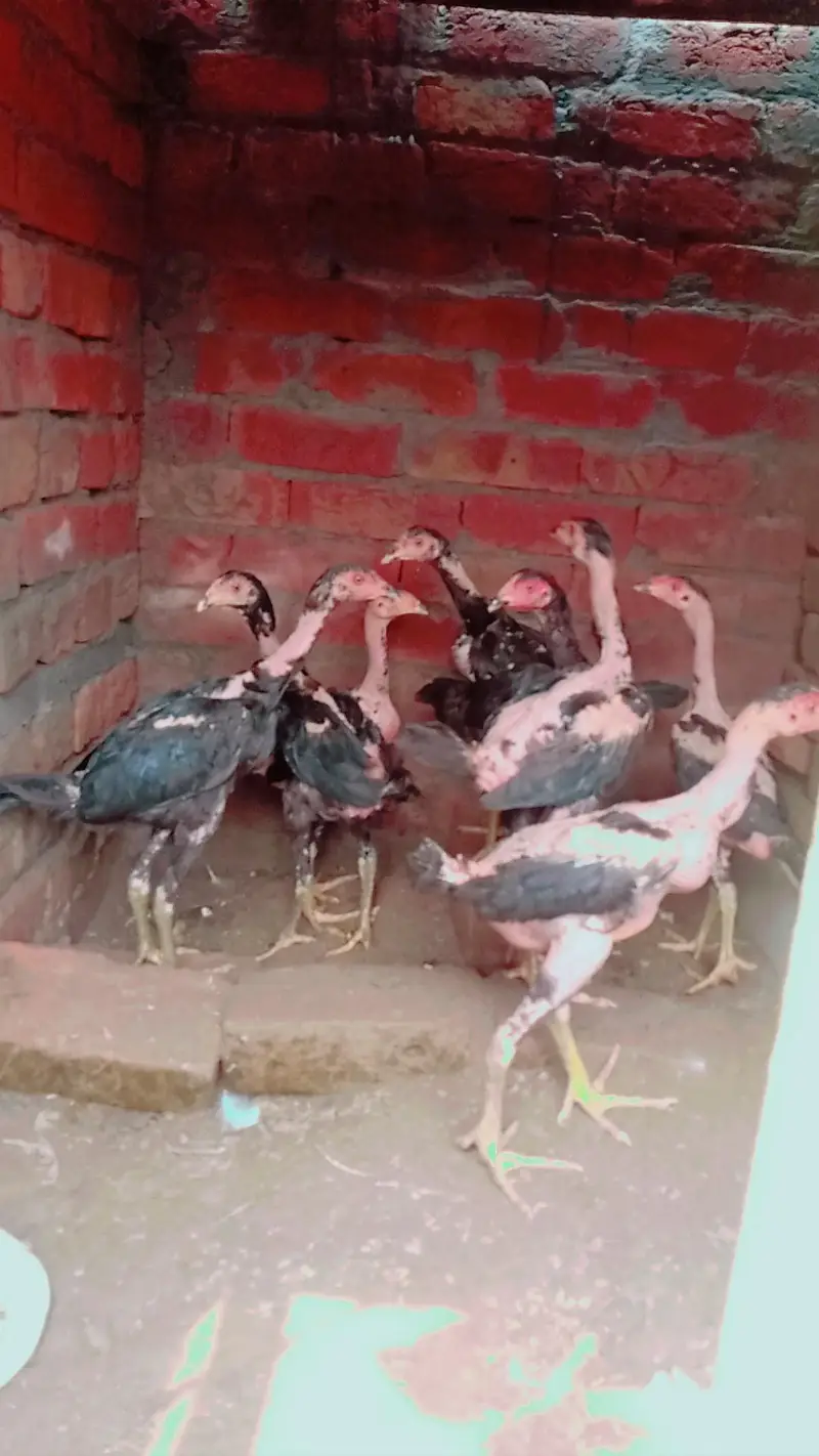 home breed aseel barhmi pakoya — photo 3
