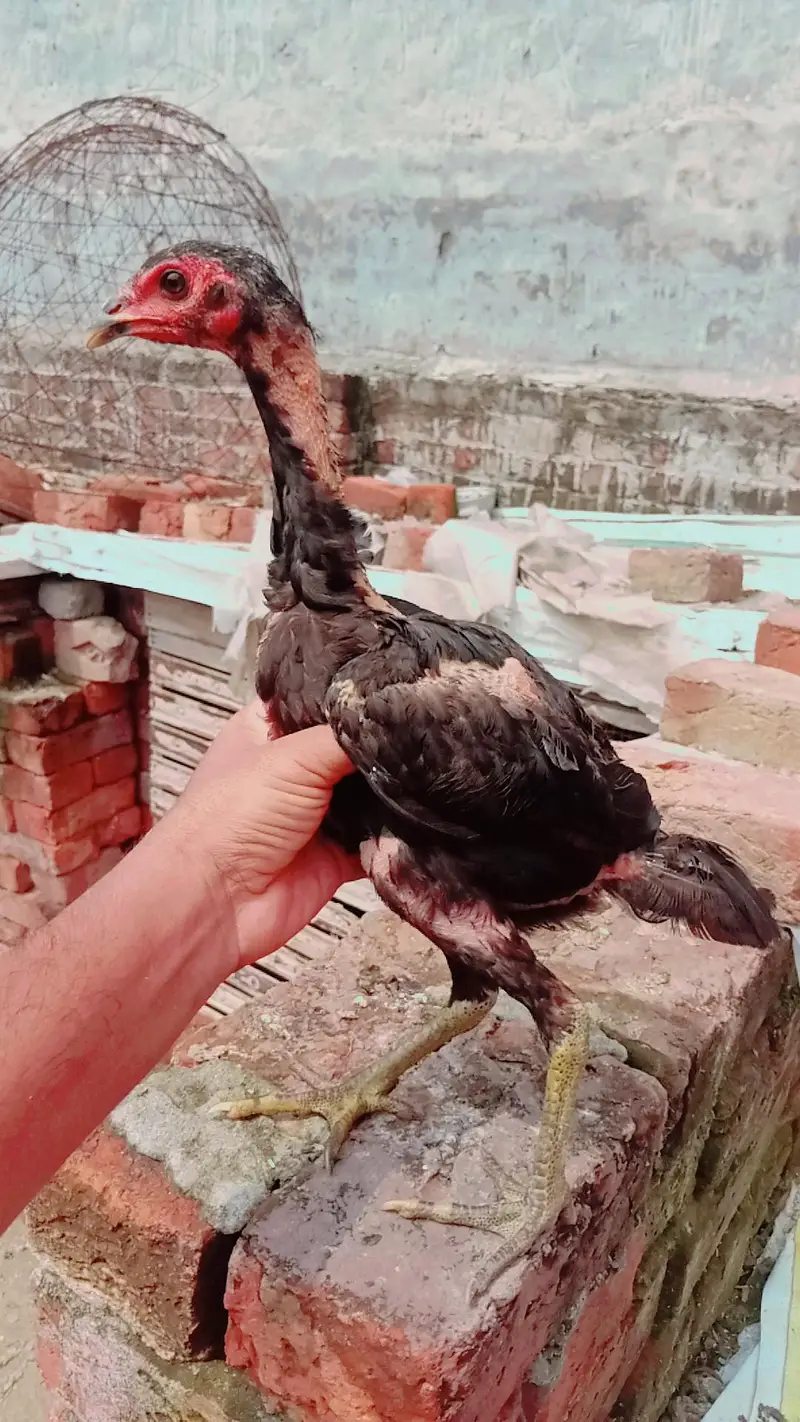 home breed aseel barhmi pakoya — photo 4