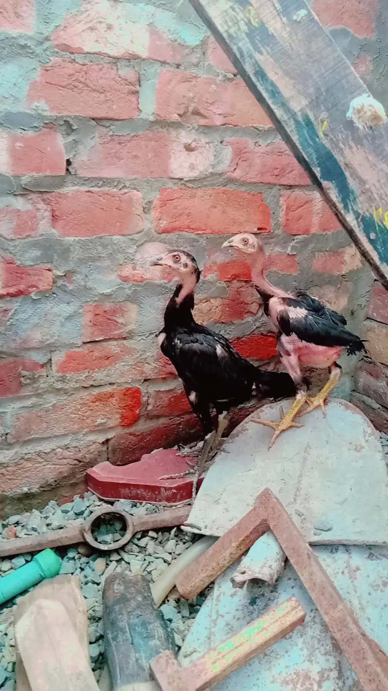 home breed aseel barhmi pakoya — photo 5