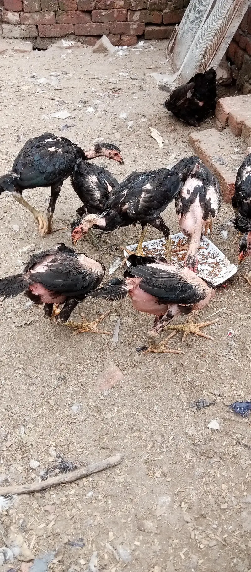 home breed aseel barhmi pakoya — photo 6