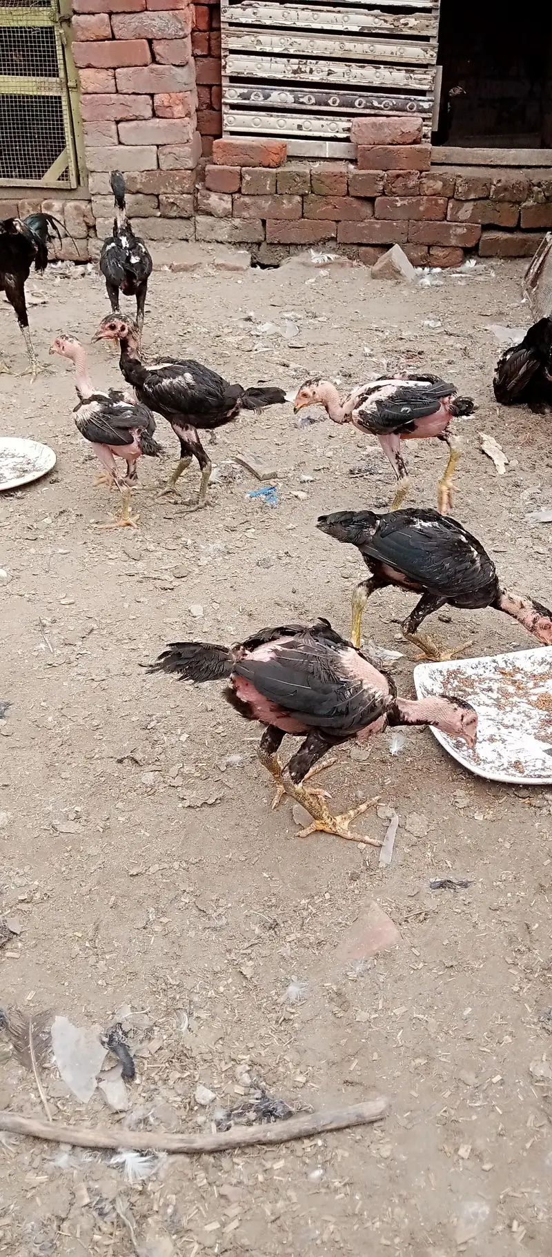 home breed aseel barhmi pakoya — photo 7