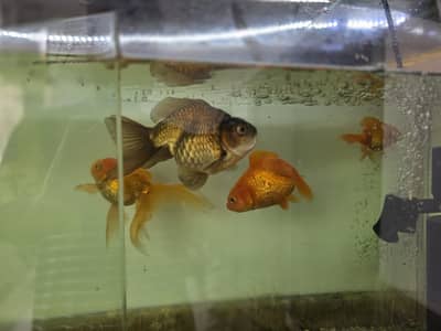 Goldfish