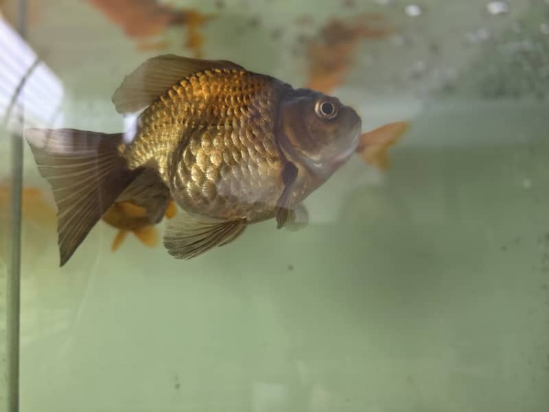 Goldfish 1