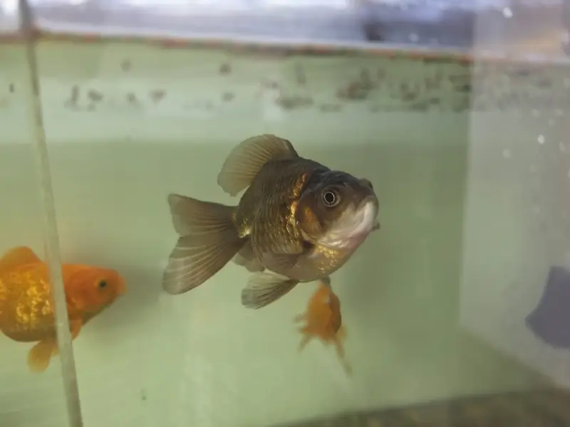 Goldfish — photo 3