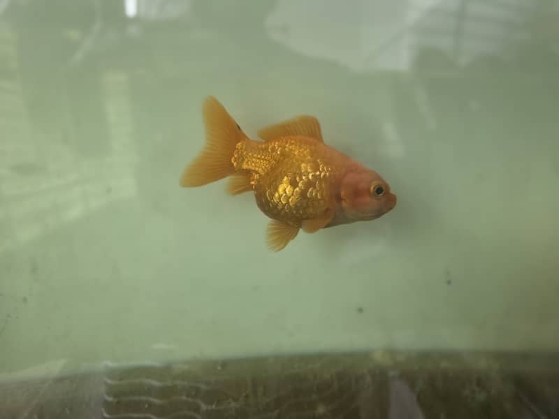 Goldfish 3