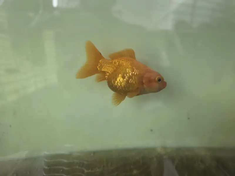Goldfish — photo 4