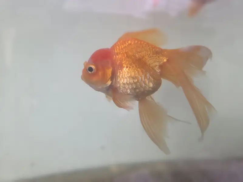 Goldfish — photo 5