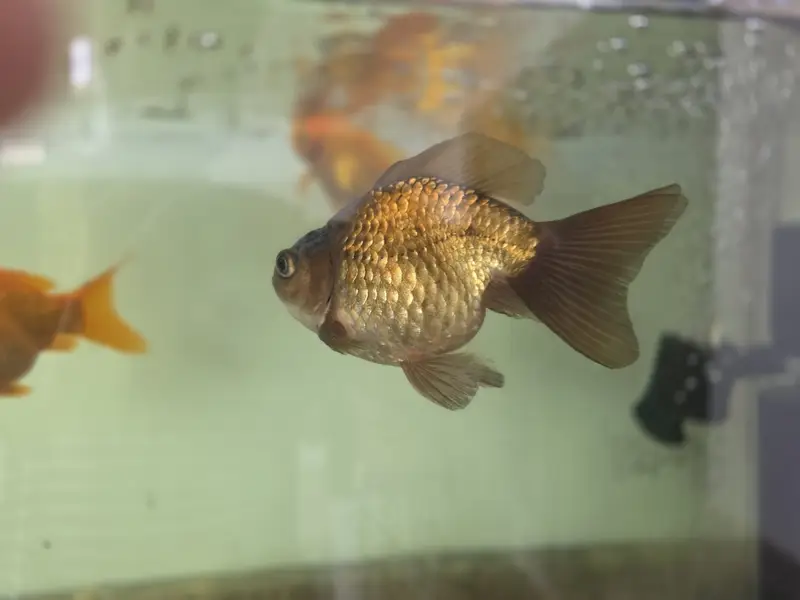 Goldfish — photo 6