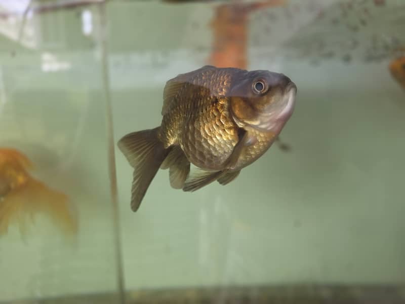Goldfish 6