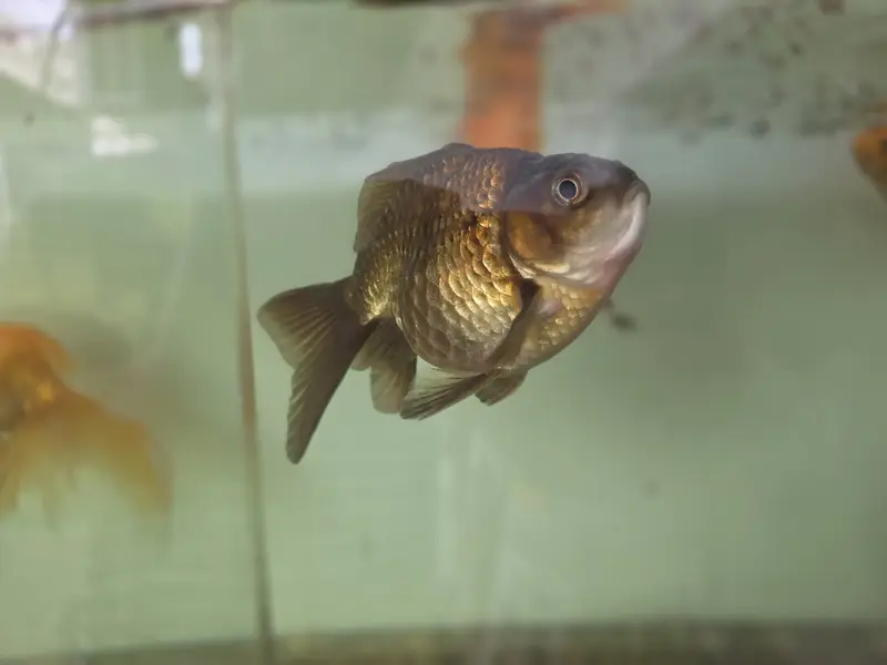 Goldfish — photo 7
