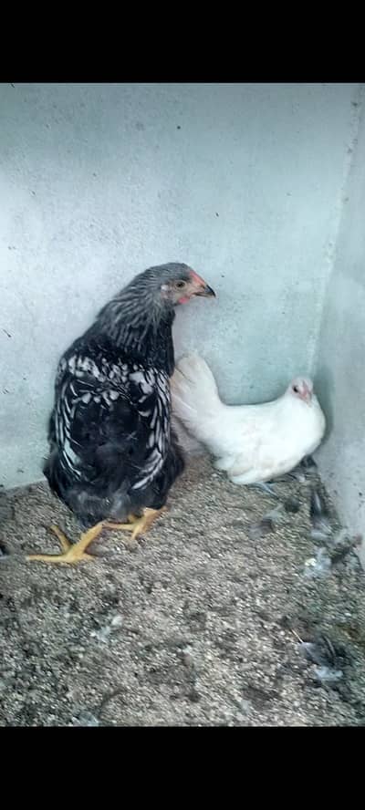 Wyandotte sliver laced and Japanese white chick available for sale