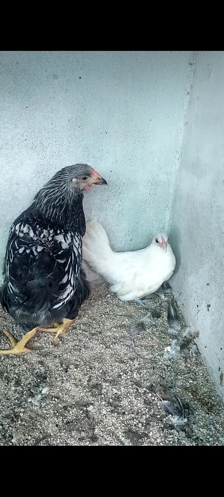 Wyandotte sliver laced and Japanese white chick available for sale — photo 2