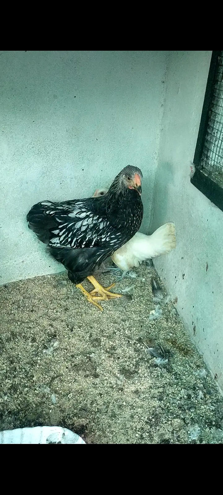 Wyandotte sliver laced and Japanese white chick available for sale — photo 3