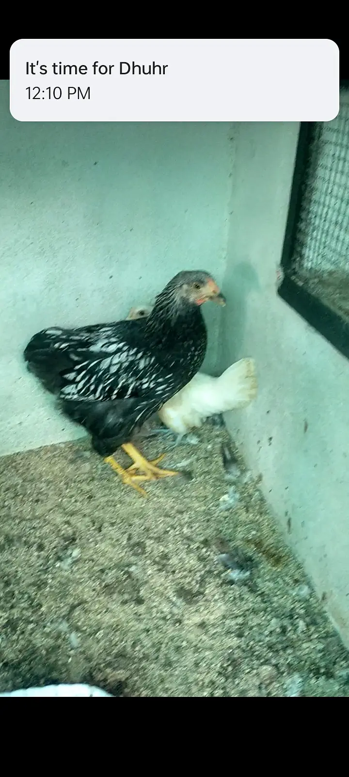 Wyandotte sliver laced and Japanese white chick available for sale — photo 4