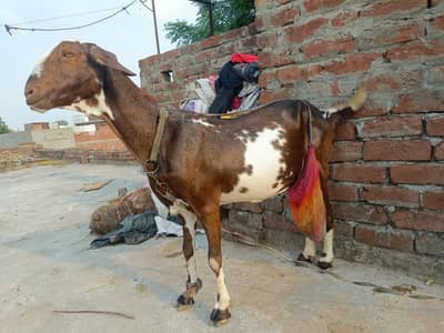 bakri for sale month gaban