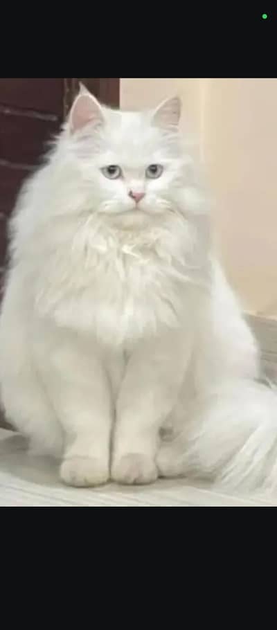beautiful persion cat