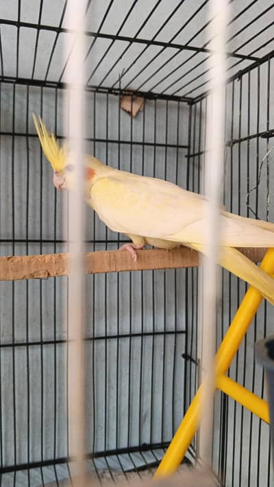 Cockatiel Pair