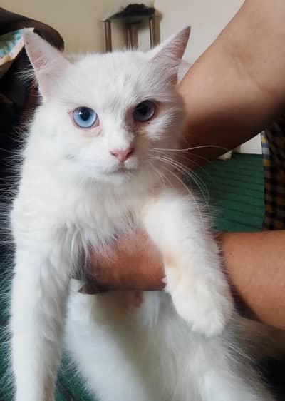 kitten
