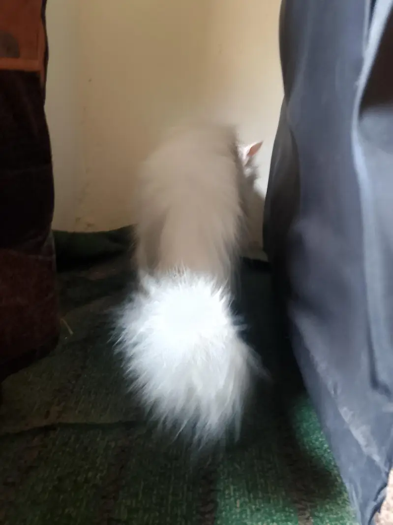kitten — photo 2