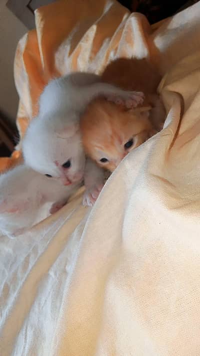 kitten