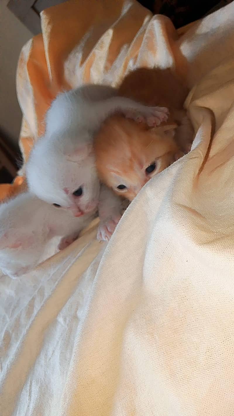 kitten 2