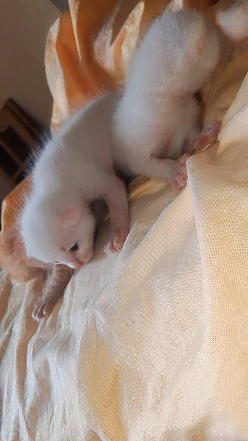 kitten 3
