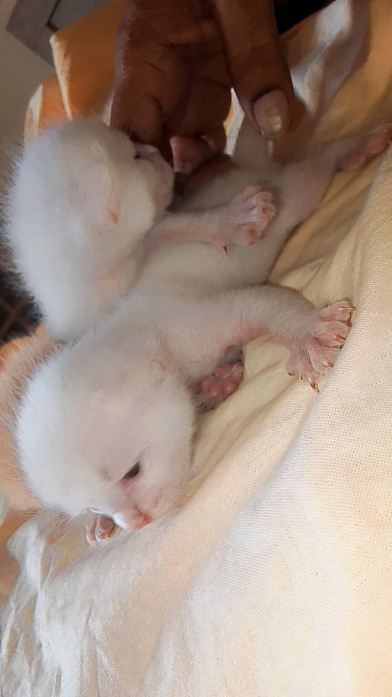 kitten 4