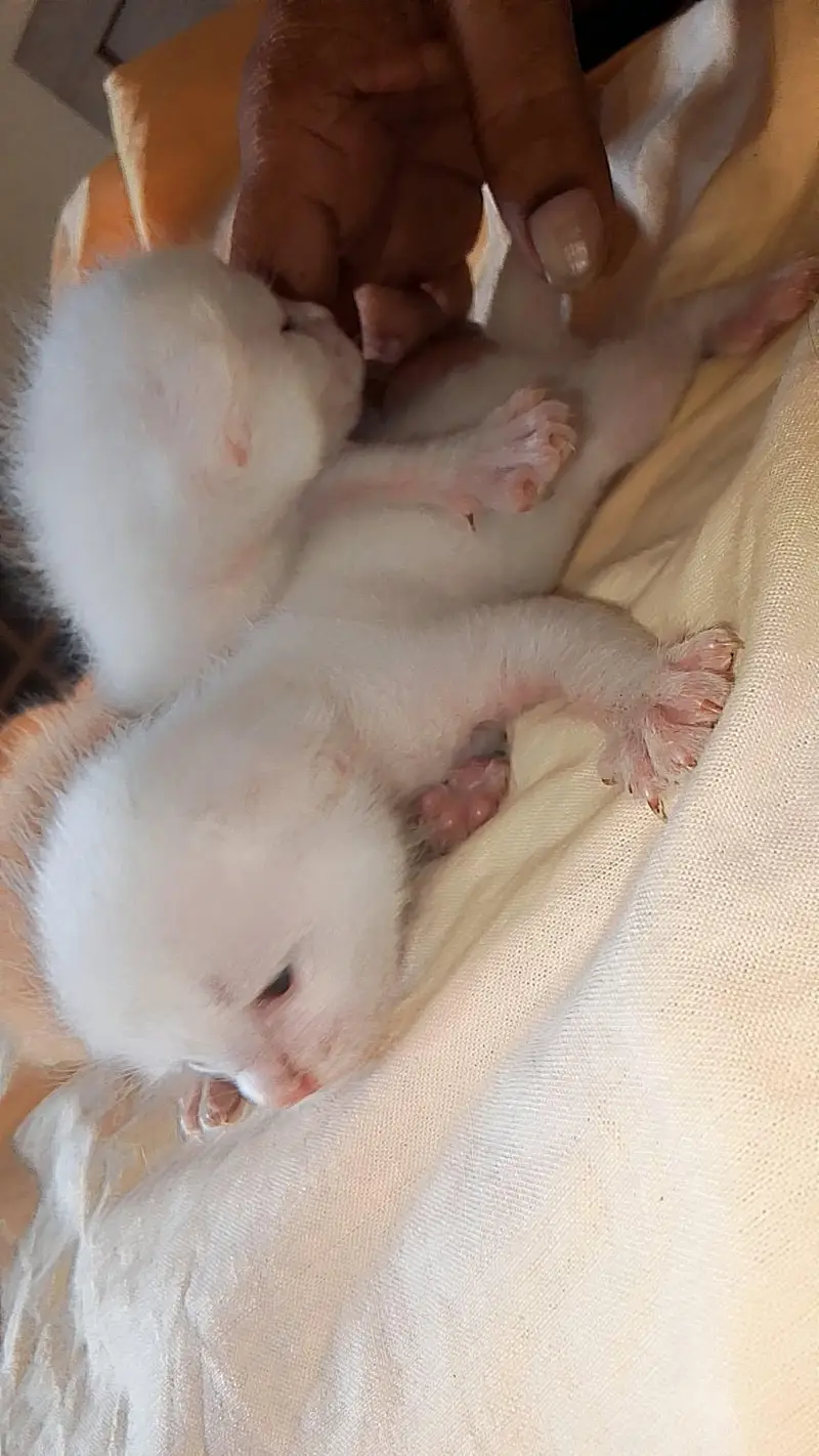kitten — photo 5