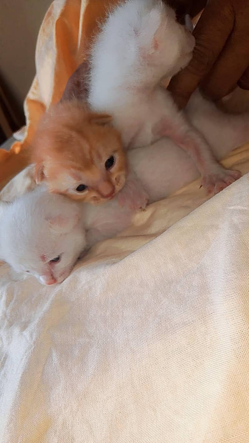 kitten 5