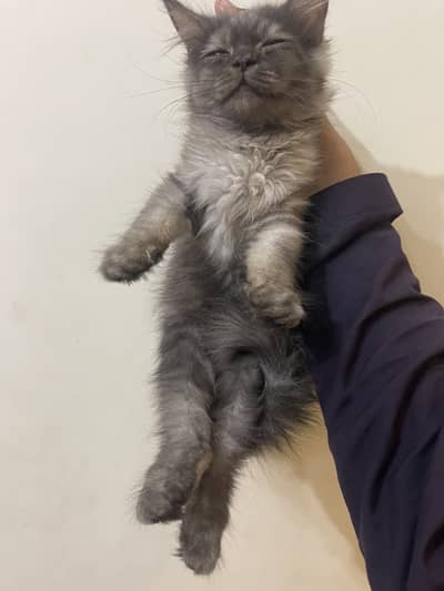 Pershian black gry fluffy cat