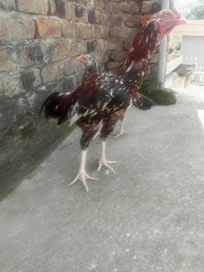 high quality cheena  for sale
