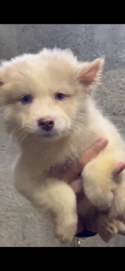Husky for sale 0_3_1_3_5_3_7_2_4_7_7