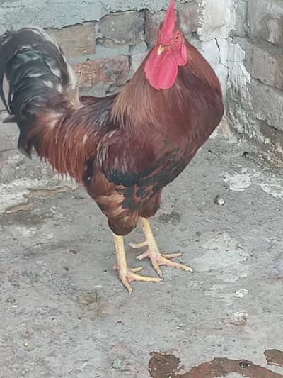pure Aseel and Desi chick