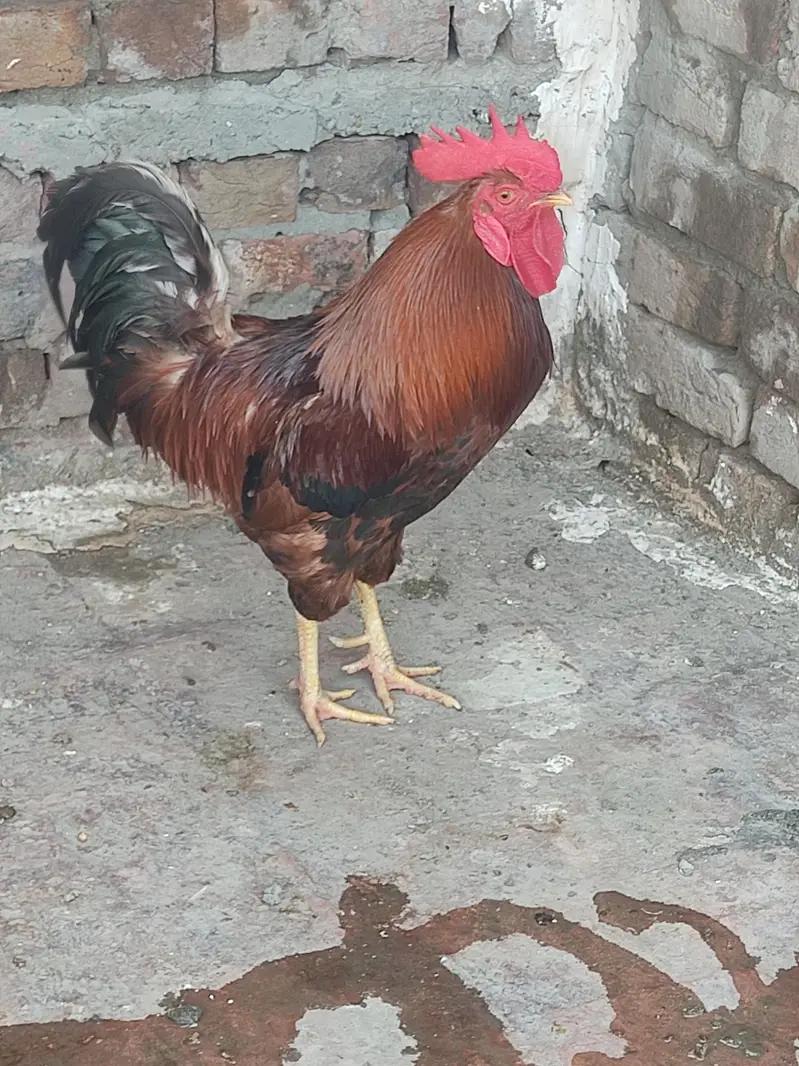 pure Aseel and Desi chick — photo 2